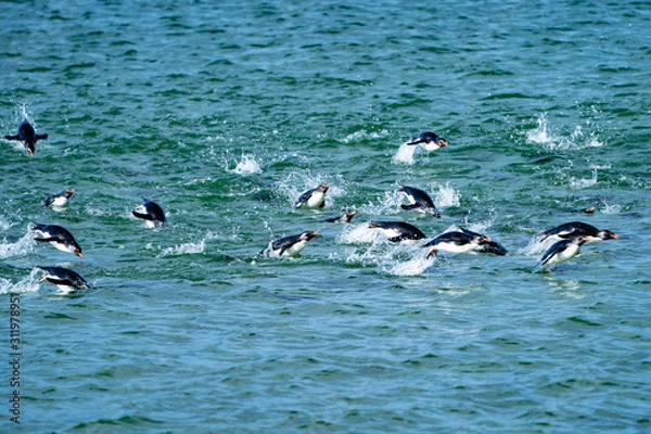 Obraz ペンギン サウンダース島