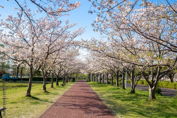 Fototapeta 満開の桜 みさと公園