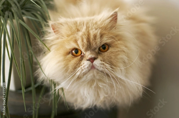 Obraz persian cat