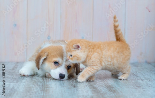 Fototapeta Pembroke Welsh Corgi puppy and kitten together