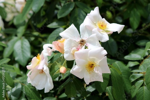 Obraz Dog rose or Rosa canina deciduous shrub plant with closed flower buds and open blooming white flowers with yellow center surrounded with pinnate green leaves planted in local home garden on warm sunny