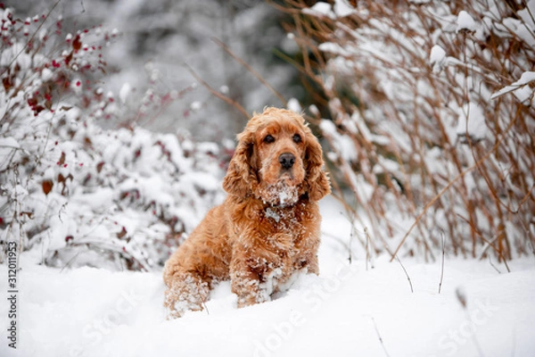 Fototapeta cocker spaniel in the winter forest