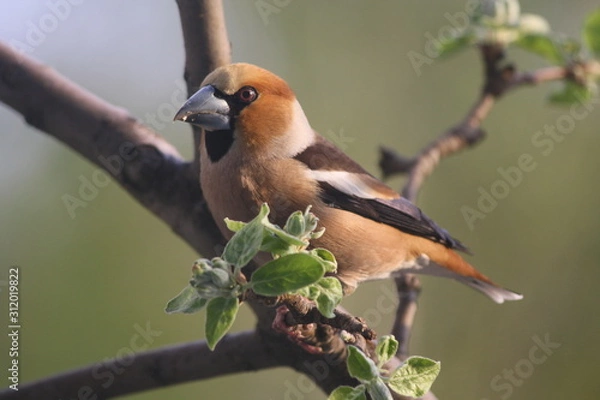 Fototapeta A Hawfinch Perched on a Branch in Spring