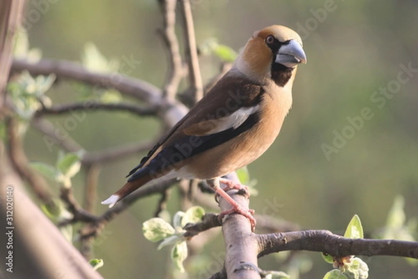 Fototapeta A Hawfinch Perched on a Branch in Spring