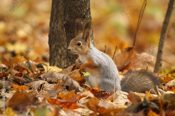 Fototapeta A Squirrel under a Tree Surrounded by Autumn Leaves