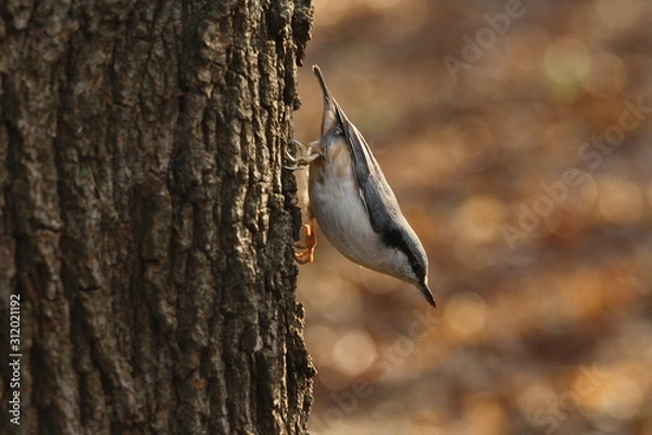 Fototapeta A Nuthatch Sitting Upside Down on a Tree