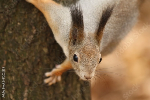 Fototapeta A Closeup of a Squirrel on a Tree
