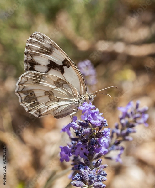 Obraz Sobre flores de lavanda