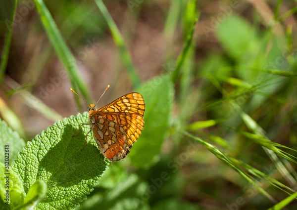 Obraz Sombra de mariposa