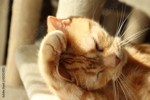 Obraz 困ったなと頭を抱える猫アメリカンショートヘアー