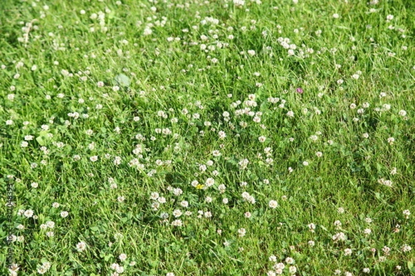 Obraz Green leaves background