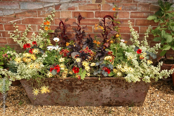 Obraz Flowers arranged in Rusty Recycled Trough in front of an old garden brick wall