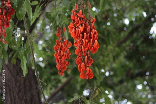 Obraz red flowers in a tree