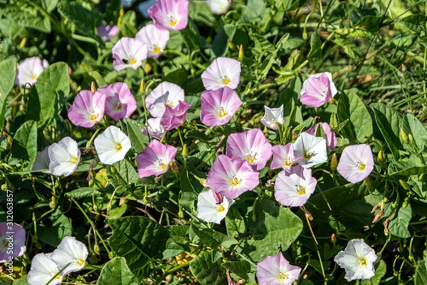 Fototapeta Blooming field bindweed (Convolvulus arvensis L.) in a summer meadow