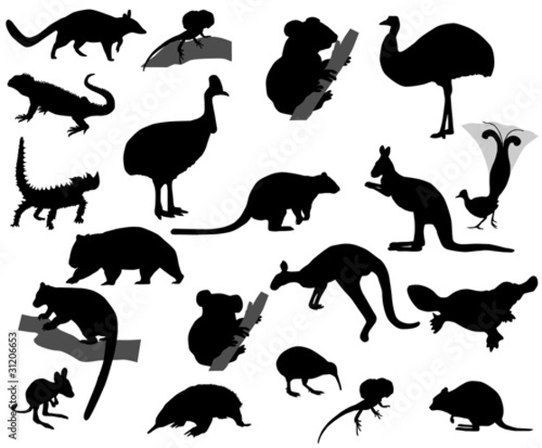 Obraz Zwierzęta Australii