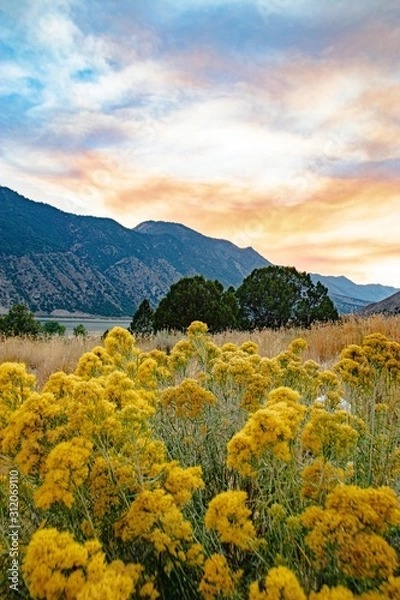 Obraz Wildflowers at Sunset