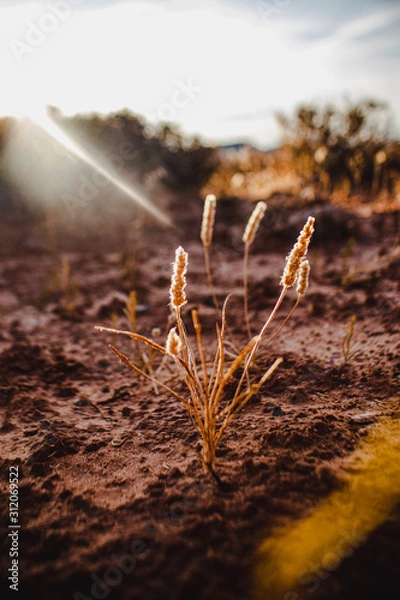 Obraz Morning Blooms