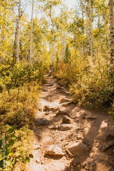 Obraz Aspen Path