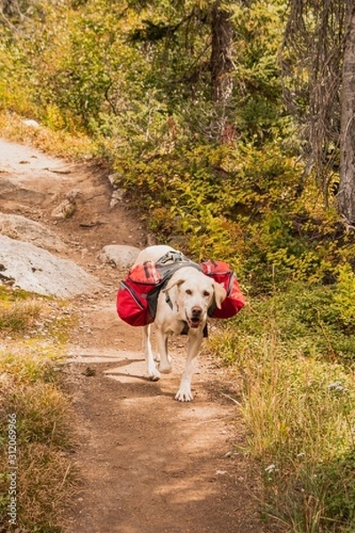 Obraz Backpacking Dog