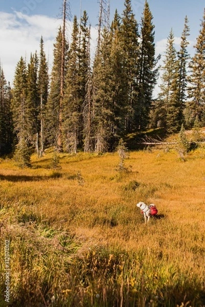 Obraz Wandering About