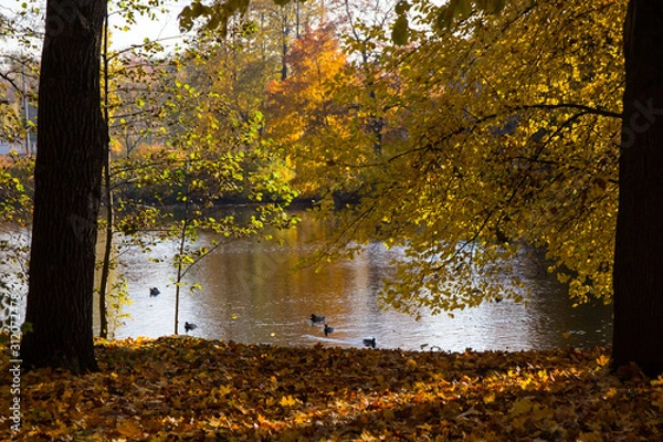 Fototapeta river in the autumn forest with ducks