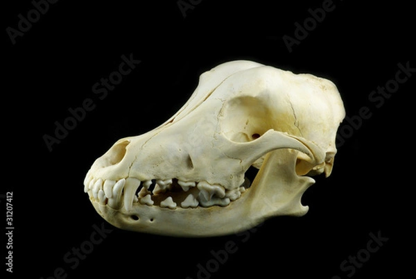 Obraz Dog skull