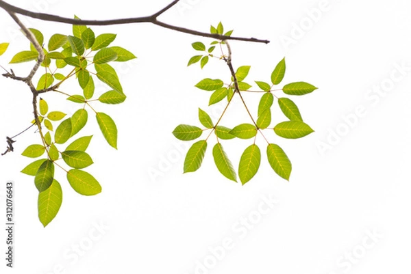 Obraz Green leaves on white background