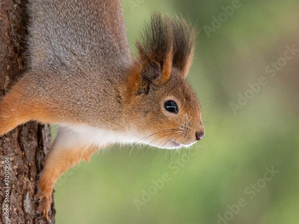 Fototapeta Squirrel