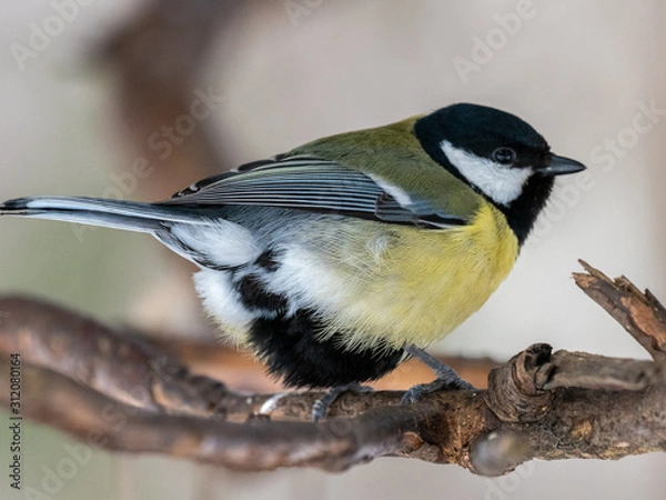 Fototapeta Great tit