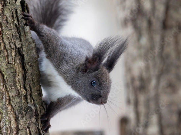 Fototapeta Black squirrel