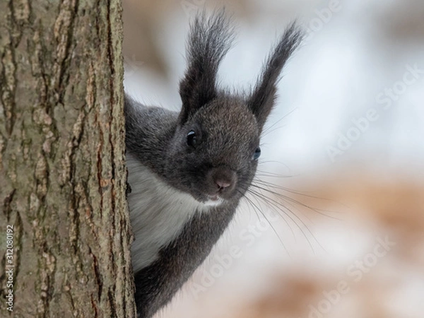 Fototapeta Black squirrel