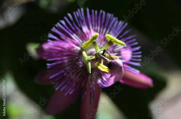 Obraz Purple Passion Flower