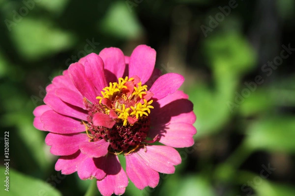 Obraz Pink Flowers in Bloom