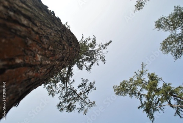 Fototapeta tree in the sky