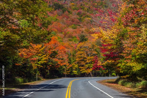 Fototapeta Curve in the road through colorful forest in autumn.