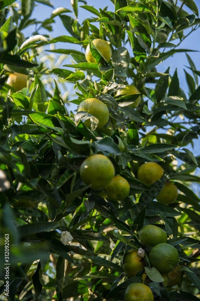 Fototapeta Unripe lemons on the branch of a tree in the garden over a blue sky. Organic farm and healthy food concept. Harvesting and agriculture.