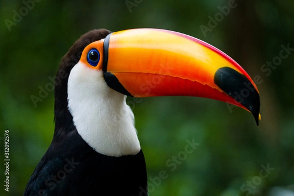 Fototapeta Tucan Iguacu