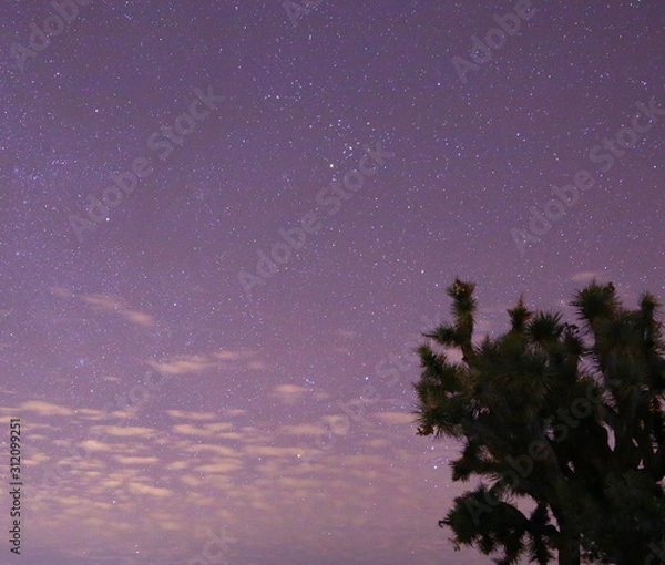 Obraz Joshua Tree National Park 