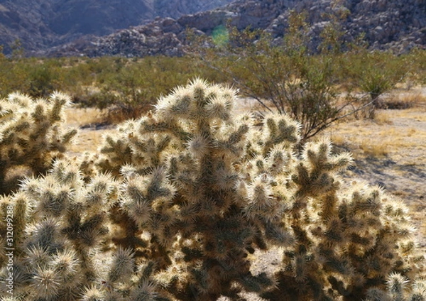 Obraz Joshua Tree National Park 