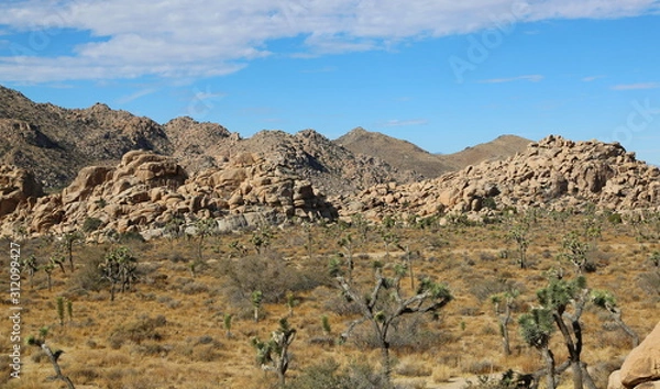 Obraz Joshua Tree National Park 