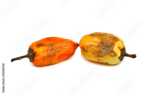 Fototapeta Diseased lettuce pepper isolated on a white background. Rotten bell pepper salad on a white background.