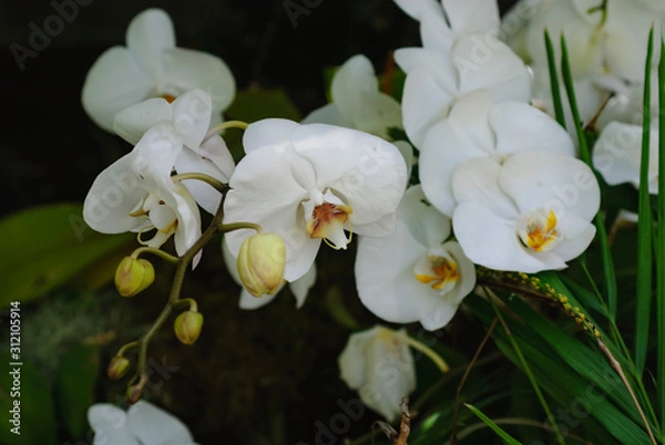 Obraz white orchids on green background