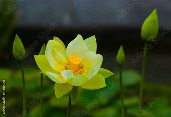 Obraz Yellow Lotus Bloom