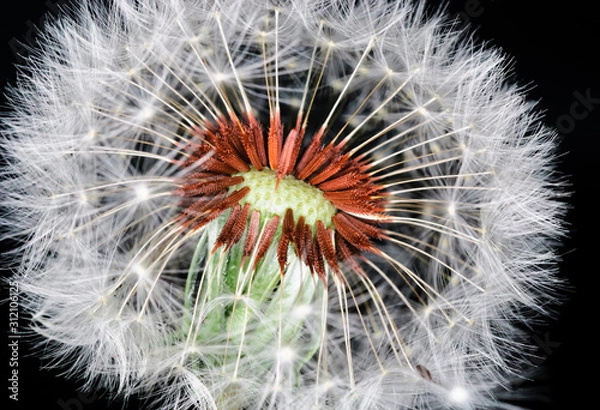 Obraz dandelion on black background