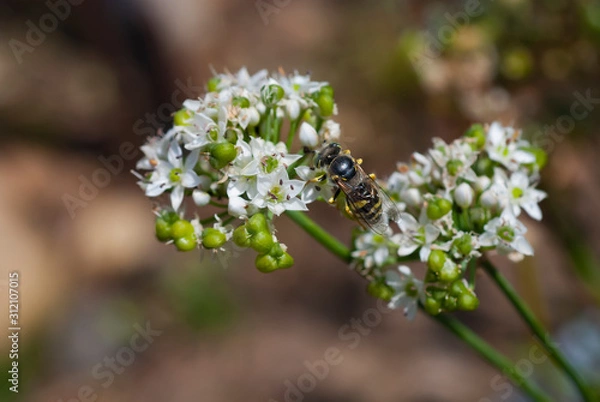 Obraz Bee on the flower
