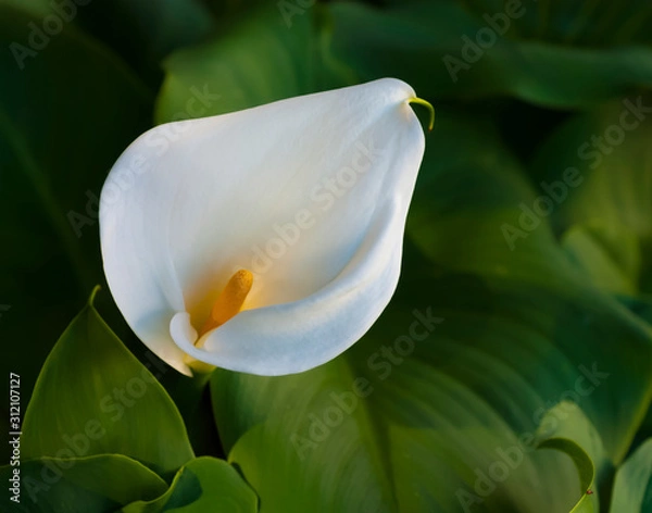 Obraz lily on black background