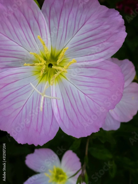 Obraz Abstract beauty