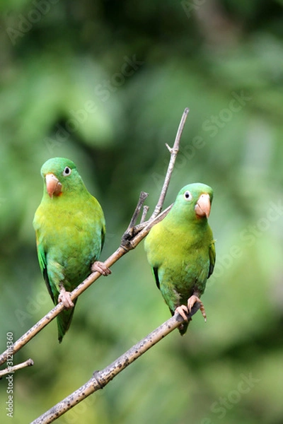 Obraz Two green perroquets on a branch