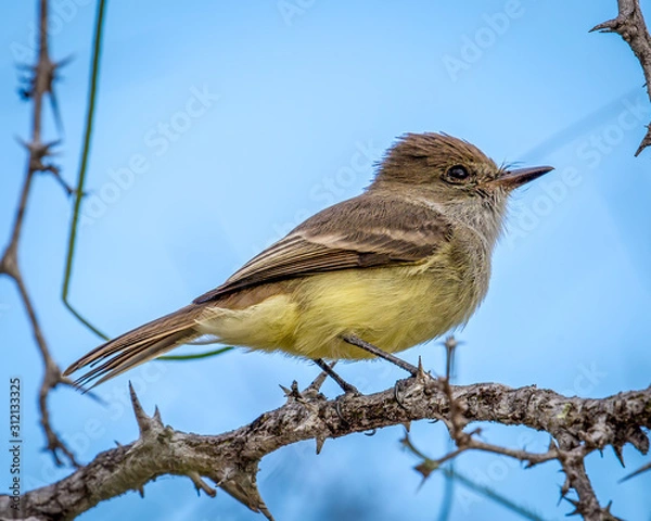 Obraz Darwin Finch - 6822