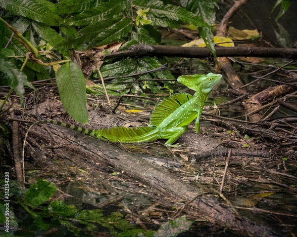 Obraz Green Basilisk (Basiliscus plumifrons) - Stylized Background - 8566